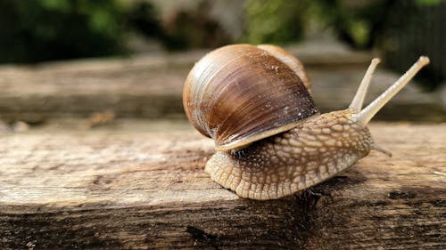 A snail is sitting on top of a wooden plank