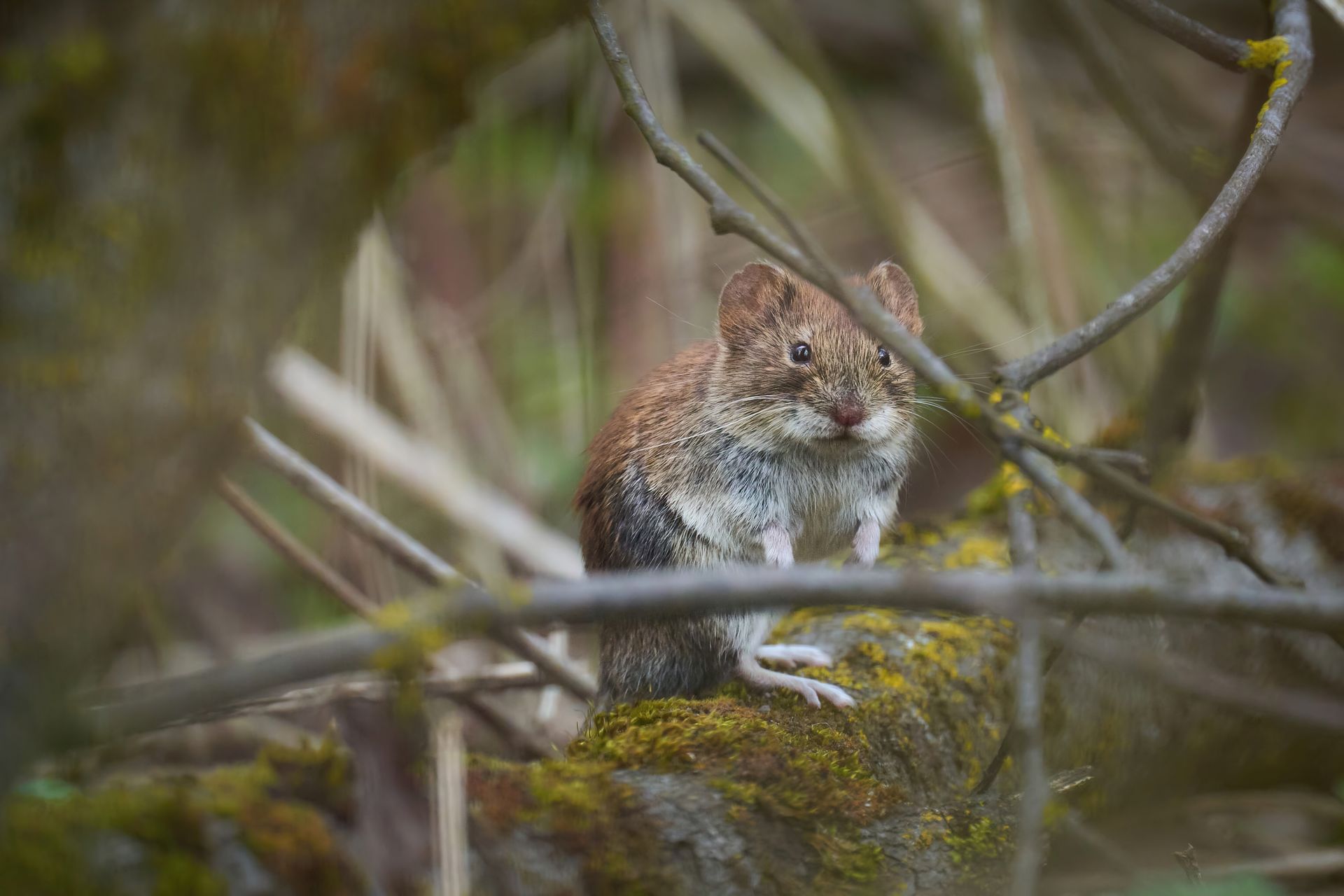 Close-up of a bank vole standing on a mossy branch. Perfect for wildlife photography and nature enthusiasts.