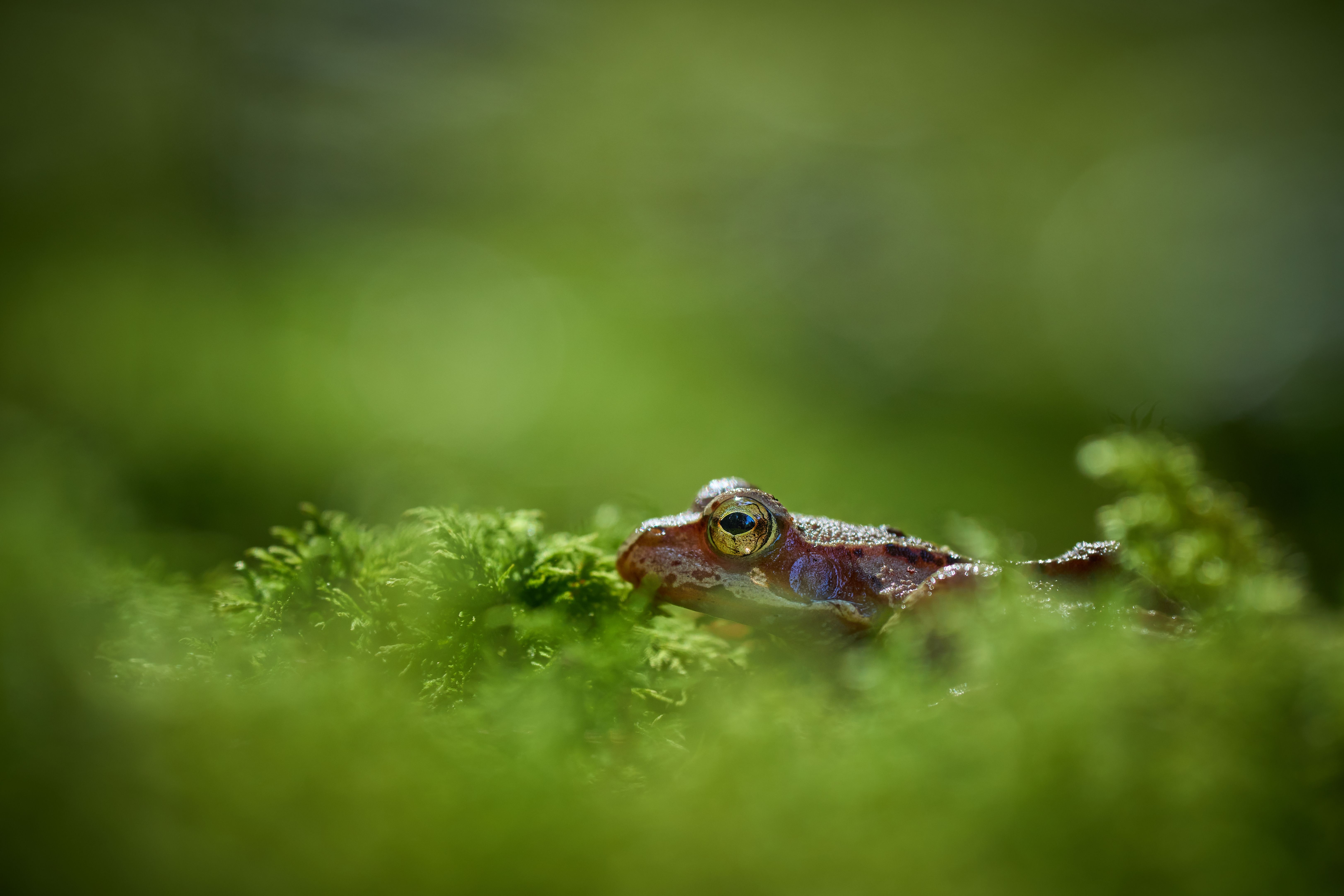 A vibrant frog peeking through lush green foliage, capturing the essence of wildlife photography.