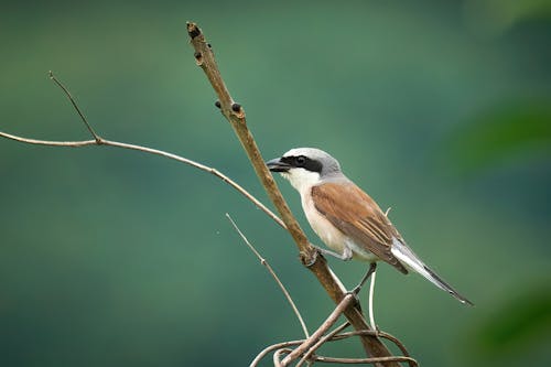 A small bird perched on a branch with green trees in the background