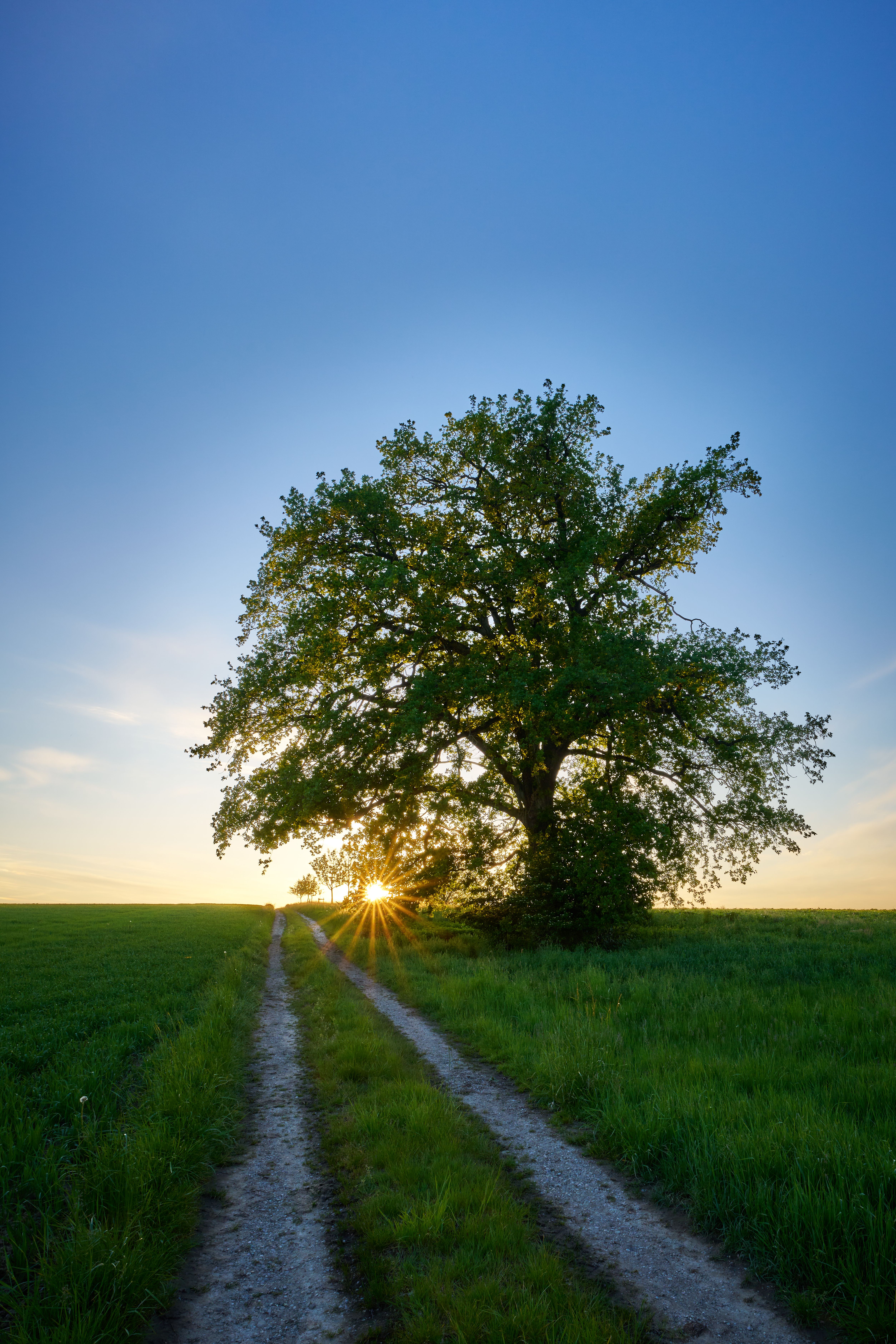 Tree by a Dirt Road Among Green Fields at Sunset · Free Stock Photo