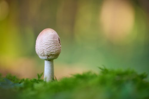 A mushroom is standing in the middle of a green forest