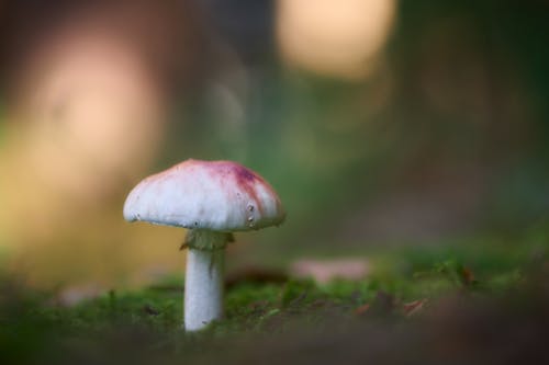 A mushroom is sitting on the ground in the woods