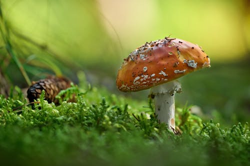 A mushroom is sitting on the ground in the grass