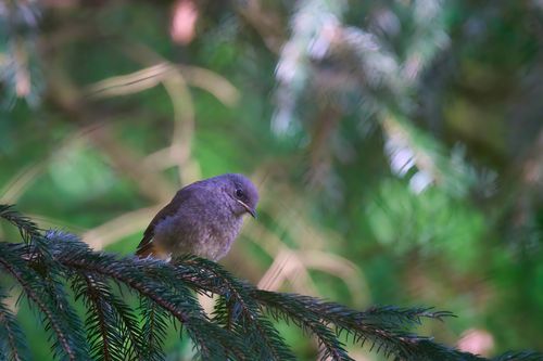 Free A small bird perched on a conifer branch, surrounded by lush green foliage. Stock Photo