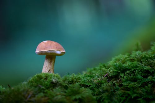 A mushroom is sitting on top of some moss