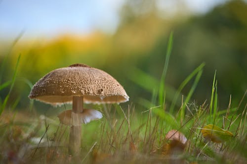 A mushroom is sitting in the grass with some leaves