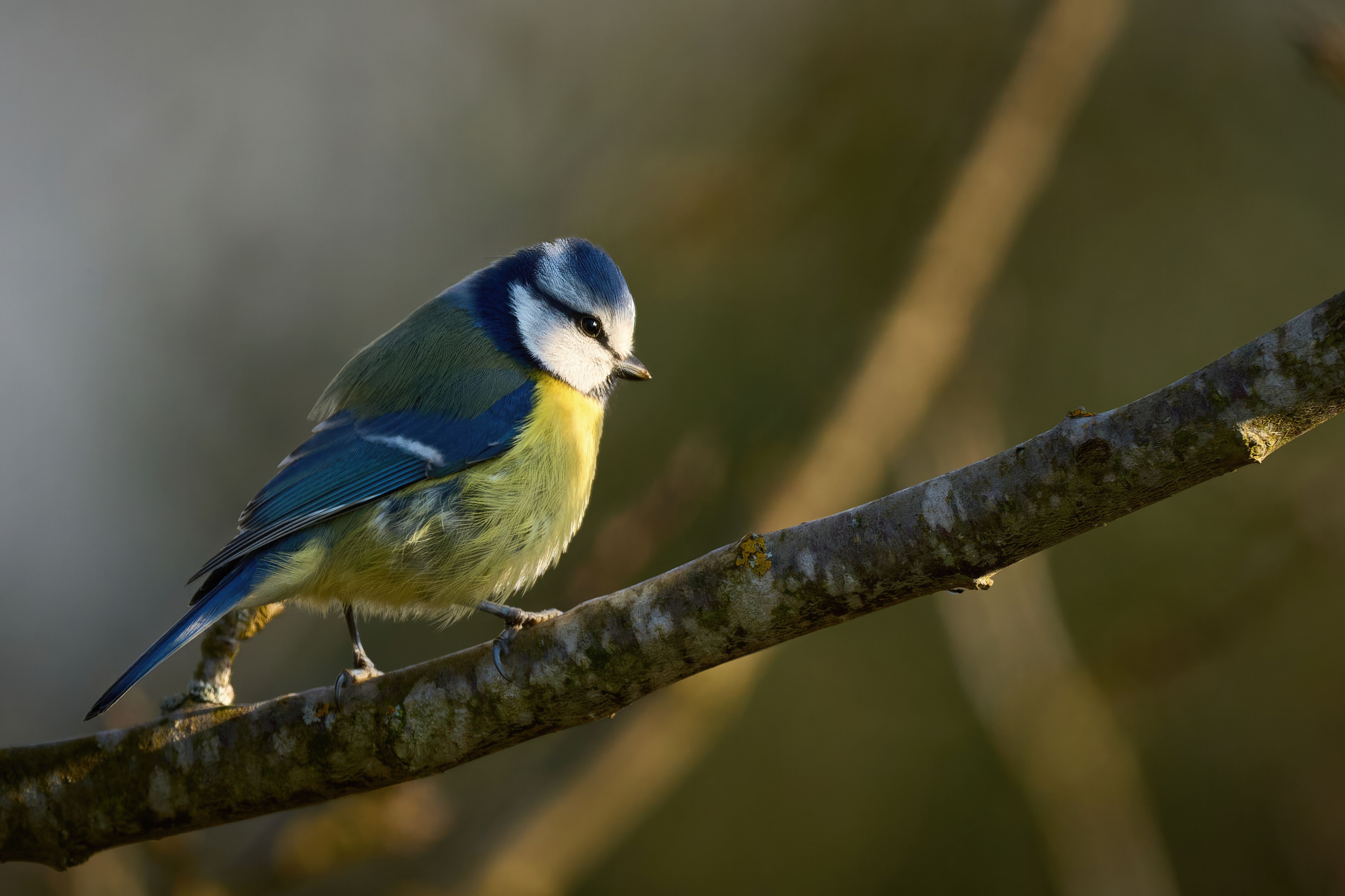 Vibrant blue tit bird sitting on a branch in a forest setting.