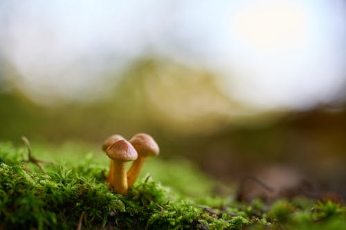 Two mushrooms are sitting on top of a green moss
