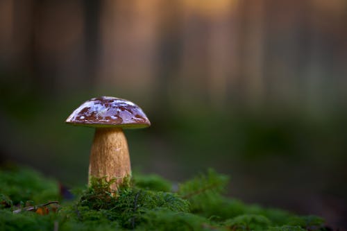 A mushroom is sitting on top of a green moss