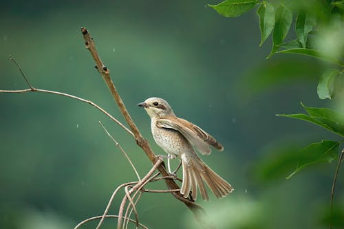 A bird is perched on a branch in the rain