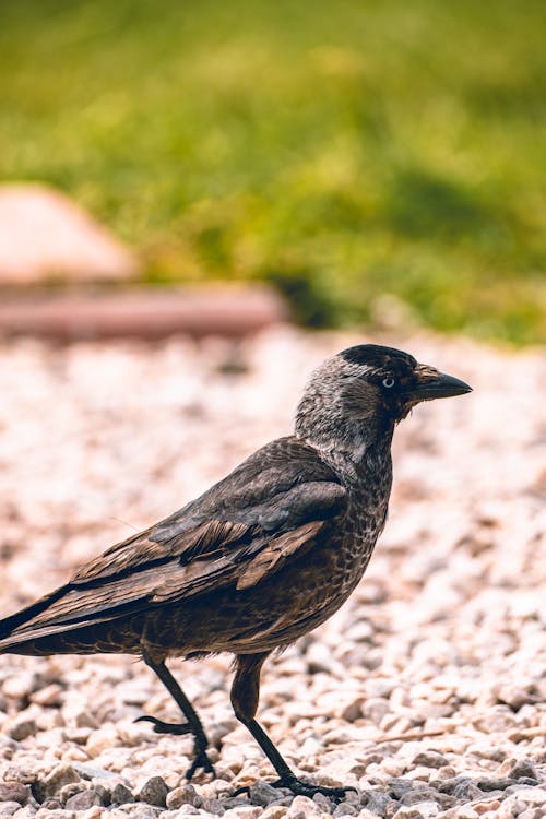 A crow standing on gravel in front of a green grassy area