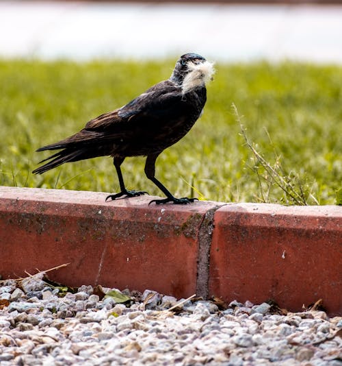 A bird is standing on a ledge with a piece of food in its beak