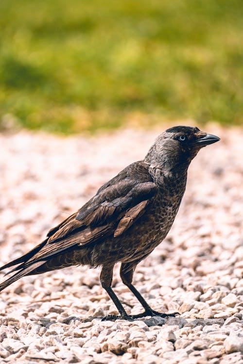 A black bird standing on gravel and grass