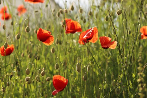 Gratis arkivbilde med åker, blad, blomst