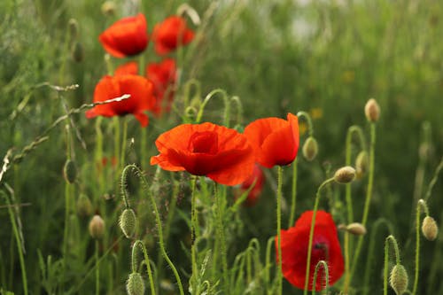 Gratis arkivbilde med åker, blad, blomst