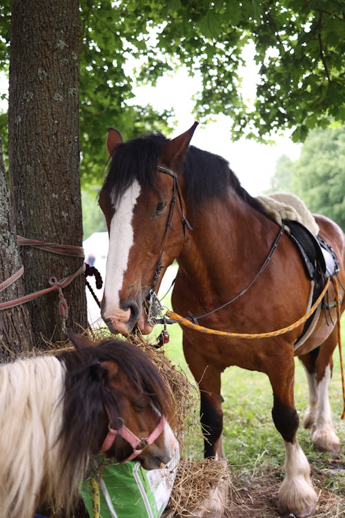 Gratis lagerfoto af bidsel, dressur, dyr