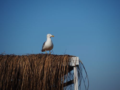 Free A seagull stands on a straw roof under a clear blue sky, showcasing nature's beauty. Stock Photo