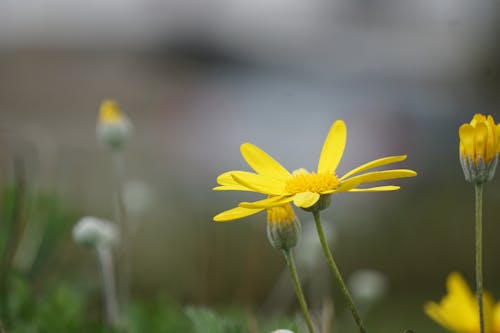 Bahar çiçekleri, Bahçe, bitki fotoğrafçılığı içeren Ücretsiz stok fotoğraf