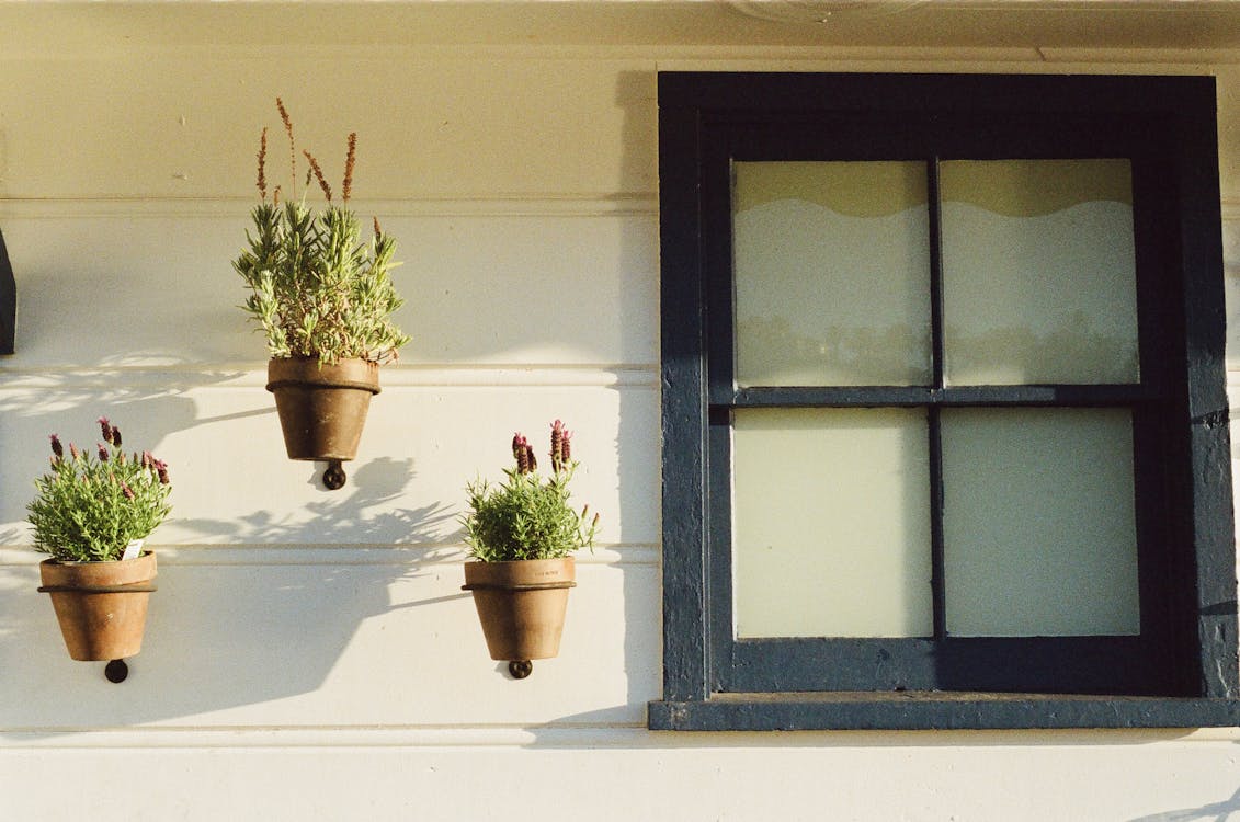 Free Green Potted Plants Beside Glass Window Stock Photo