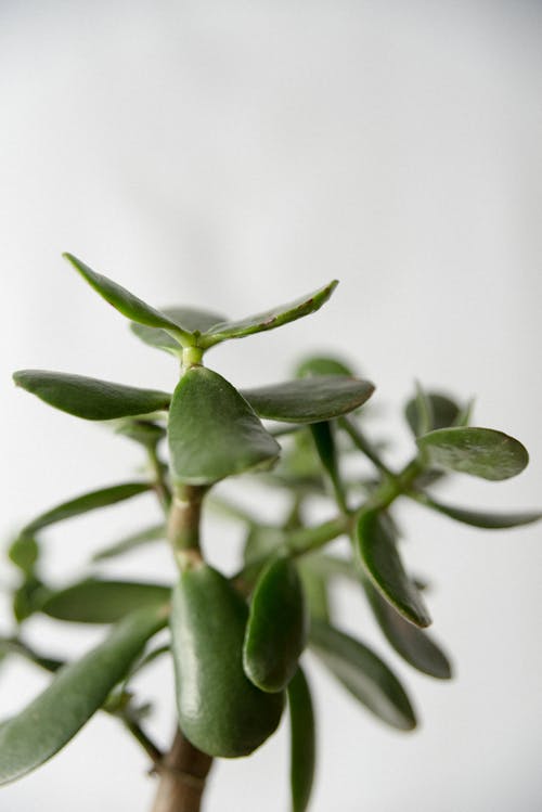 Close-Up Photo of Green Succulent Plant