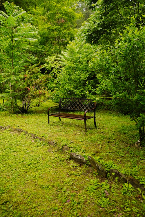 Free stock photo of bench, deep, forest