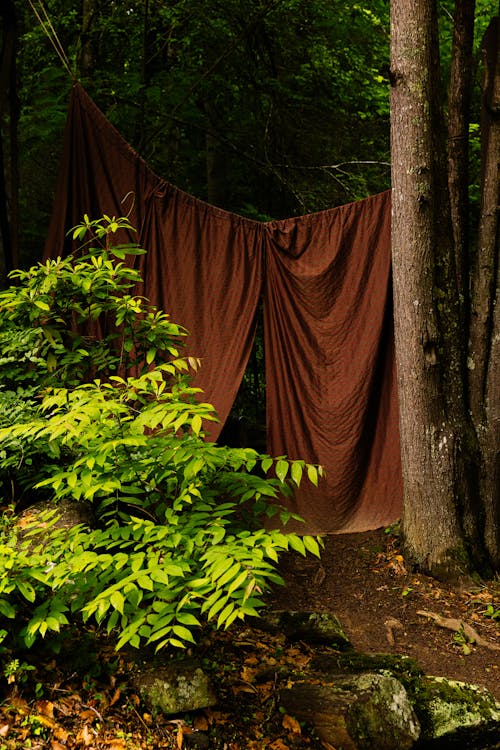 Безкоштовне стокове фото на тему «глибокий, дерева, Деревина»