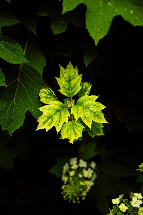 Darmowe zdjęcie z galerii z fotografia makro, kwitnąć, las