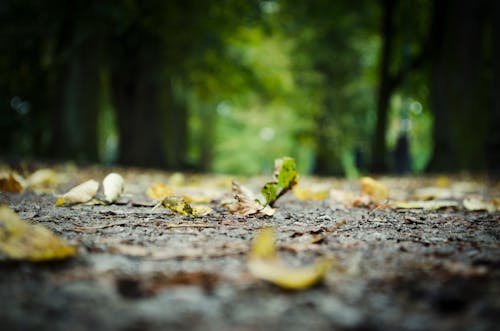 Free Surface Level of Fallen Leaves on Tree Trunk Stock Photo