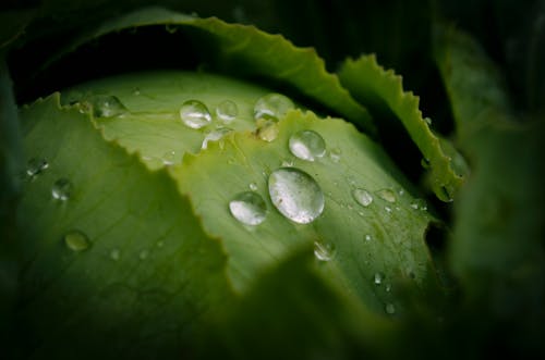 Close-up of Water Drops on Leaf