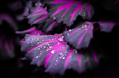 Free Close-up of Wet Purple Flower Stock Photo