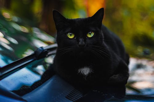 Close Upfoto Van Black Cat