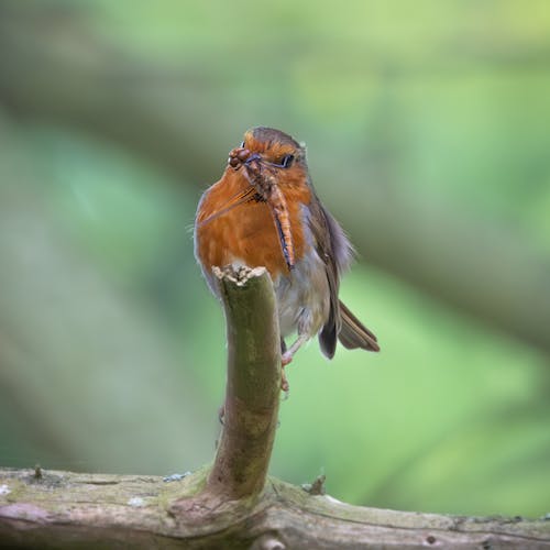 Free stock photo of animal portrait, bird, catch