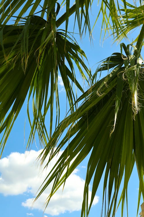 palmiye ve gökyüzü