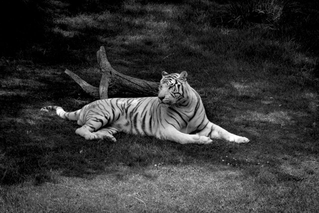 a black and white photo of a white tiger lying on grass evoking a sens