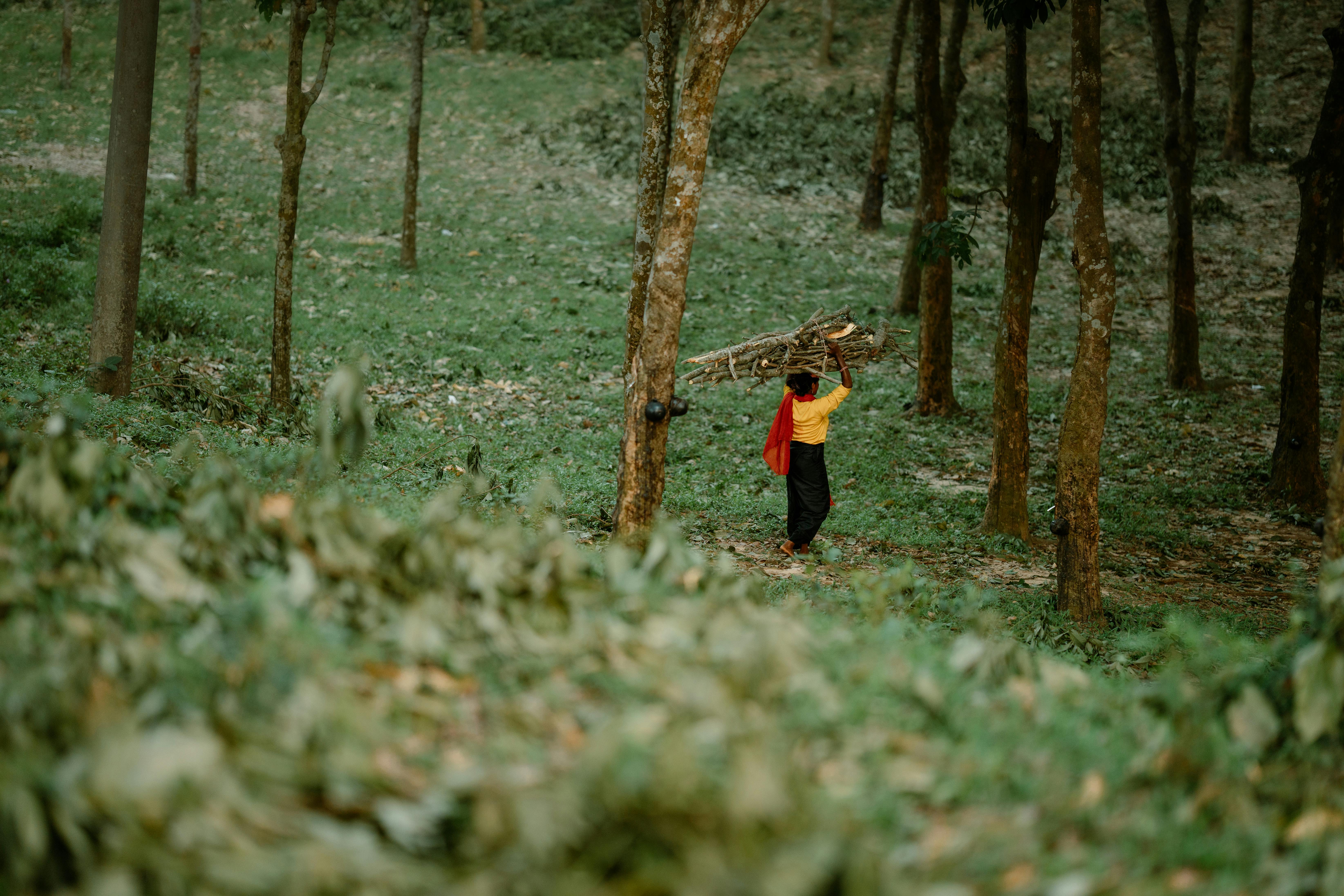 A woman carries firewood through the lush green forest of Sreemangal, Bangladesh.