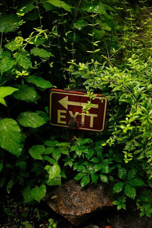 Free stock photo of exit sign, forest, garden