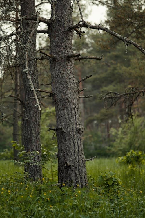 Foto d'estoc gratuïta de a l'aire lliure, arbre, arbre de pi