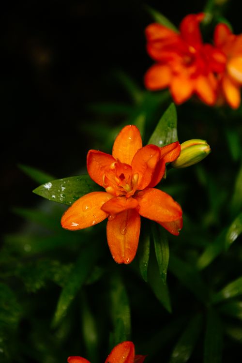 Free Close-up of an orange lily flower in Cherokee, NC, showcasing vivid colors and natural beauty. Stock Photo