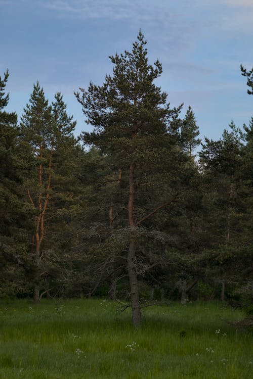 Foto d'estoc gratuïta de arbres, arbres de fulla perenne, arbres verds
