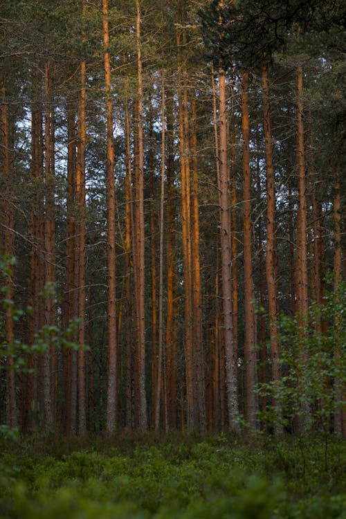 Základová fotografie zdarma na téma borovice, denní světlo, divočina