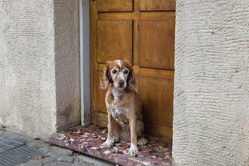シティ, ドア, 動物の無料の写真素材