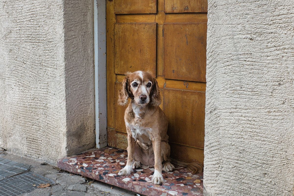 Mein Hund uriniert in der Wohnung: 13 Ursachen + Tierarzt-Check