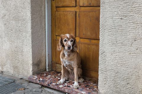 Mein Hund uriniert in der Wohnung: 13 Ursachen + Tierarzt-Check