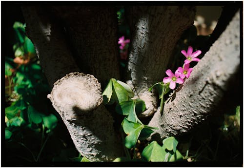 A small pink flower growing out of the trunk of a tree