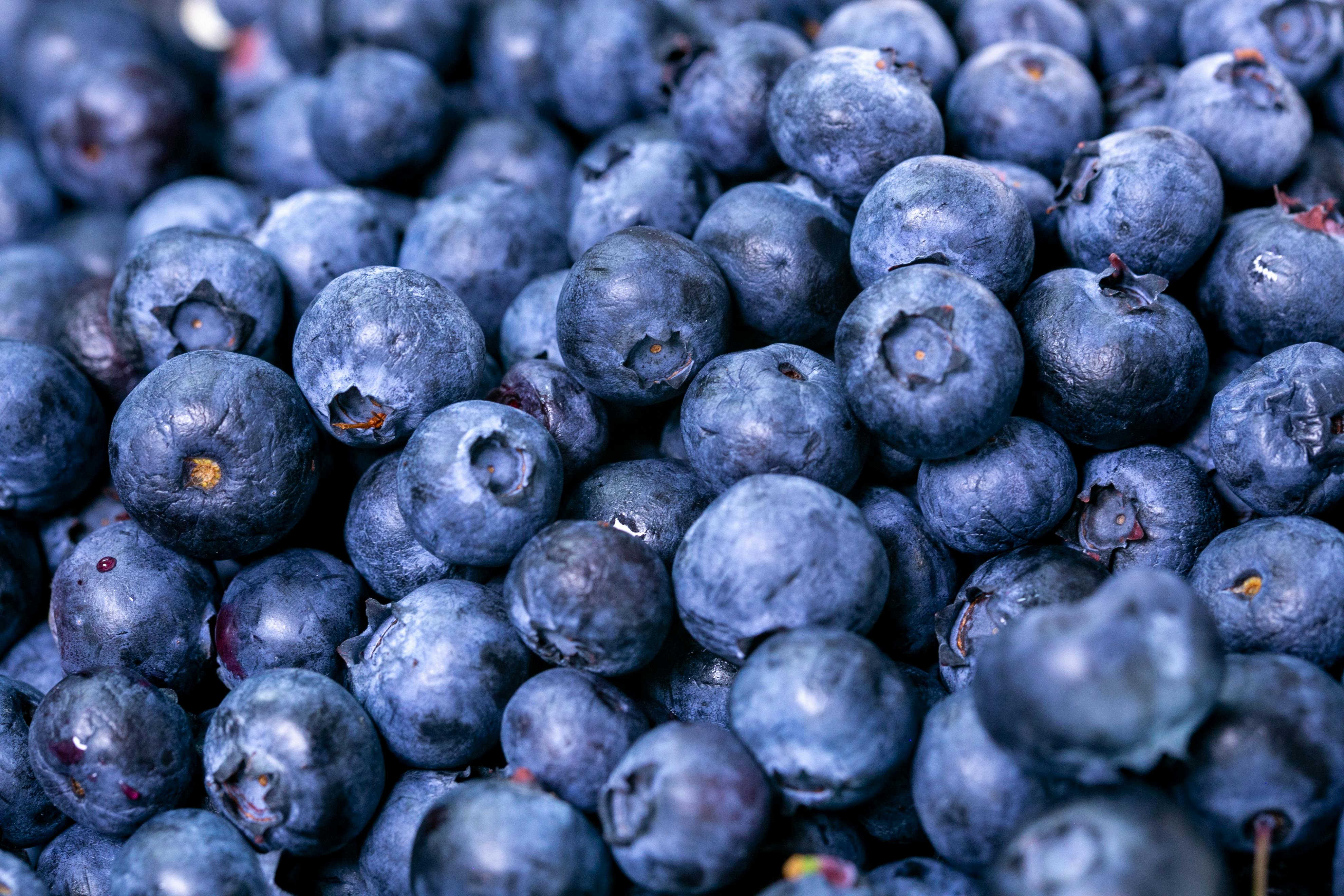 Close-Up Photo of Blueberries · Free Stock Photo