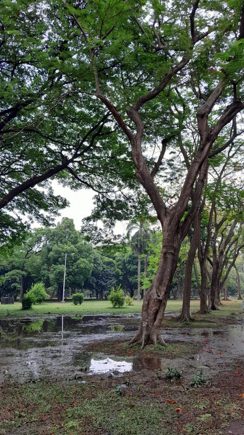Free Tranquil park scene with lush trees and a serene pond reflection, capturing a perfect summer day. Stock Photo
