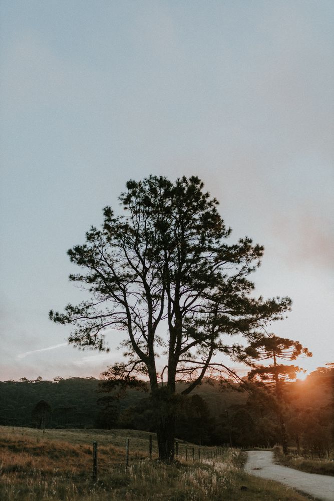 Tree Imagew Tree Landscapes Photos, Download The BEST Free Tree Landscapes Stock ...