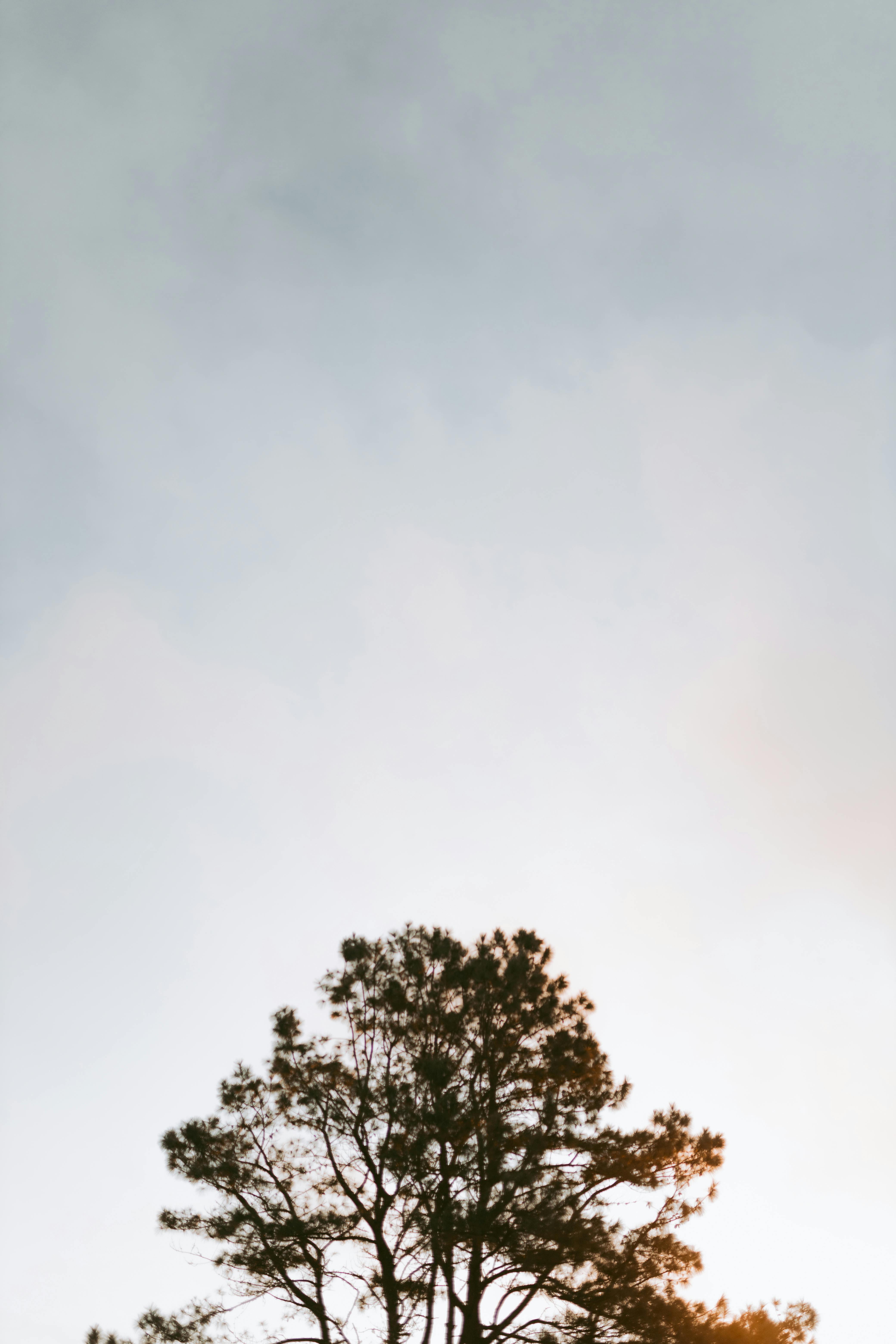 A beautiful solitary tree silhouetted against a cloudy evening sky at sunset.