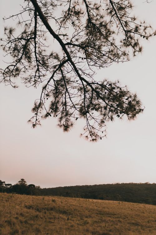 Free Calm countryside landscape with tree branches under a soft sky at dusk. Stock Photo